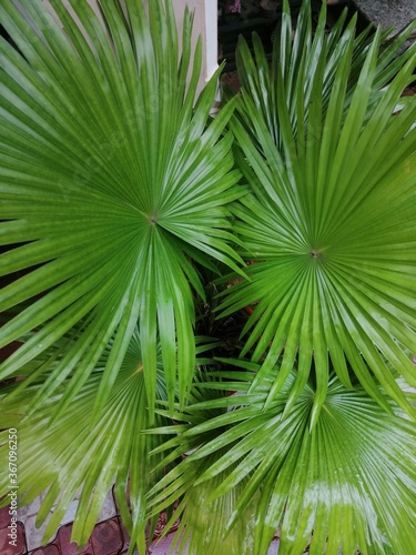 palm tree leaves