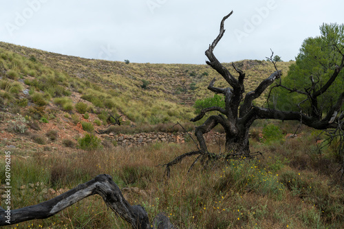 field with dry trees © Javier