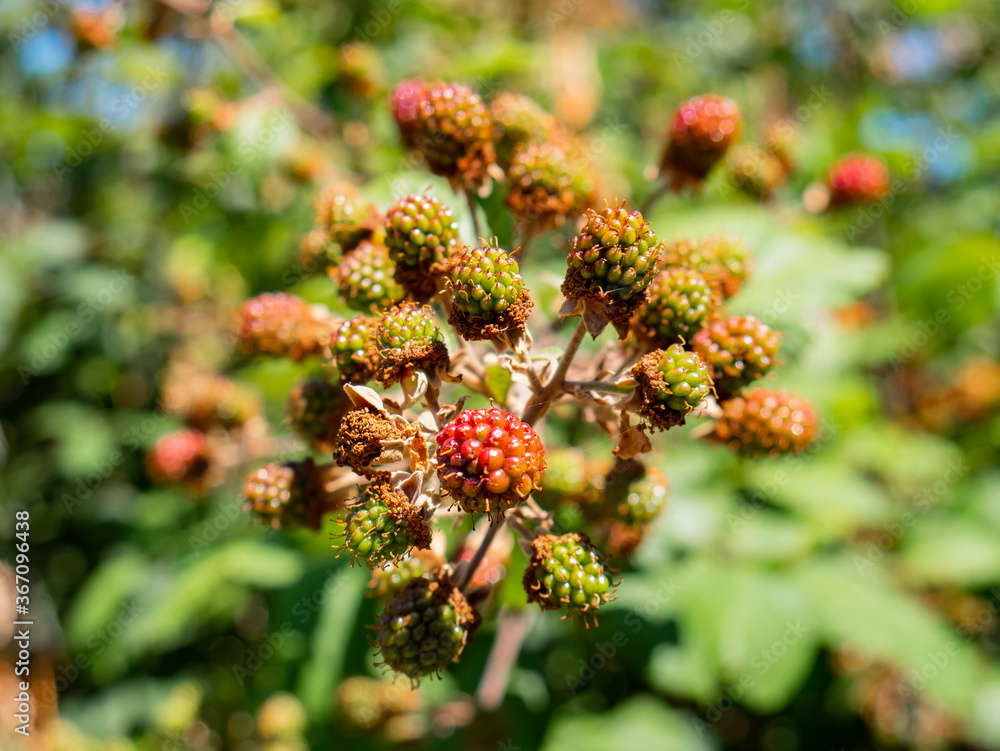Título: Macro view of red and green blackberries growing on the branches of a wild bush
Título: Macro view of red and green blackberries growing on the branches of a wild bush