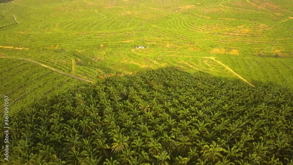 Aerial shot of Palm Tree deforestation Johor Bahru Malaysia Aerial shot of Palm Tree deforestation Johor Bahru Malaysia