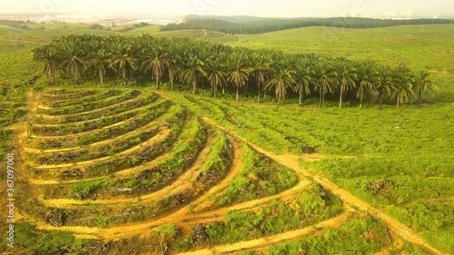 Aerial shot of Palm Tree deforestation Johor Bahru  Malaysia photo