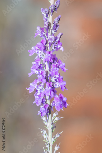 Purple toadflax (linaria purpurea) flowers photo