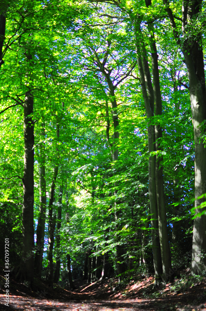 Natural woodland in the summer sun Natural woodland in the summer sun