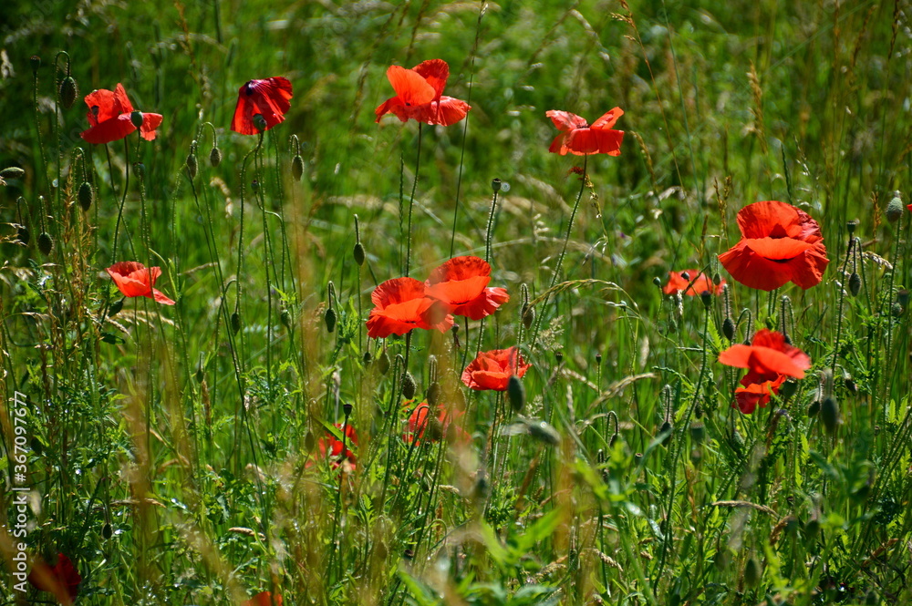 Park in Walsrode, Niedersachsen Park in Walsrode, Niedersachsen