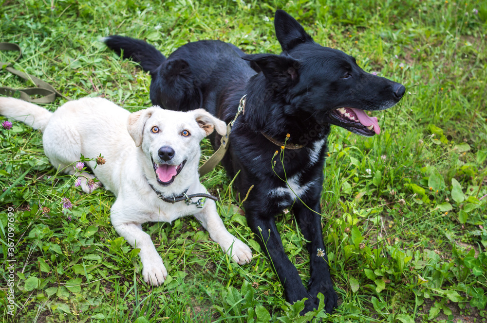 Portrait of a white and black dog on the grass in the park. Two dogs sitting side by side Portrait of a white and black dog on the grass in the park. Two dogs sitting side by side