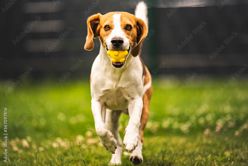 Dog fetch a yellow ball in backyard. Active training with beagle dog.