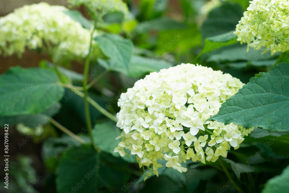 Green flowers hydrangea live blooming plant, summer garden Green flowers hydrangea live blooming plant, summer garden