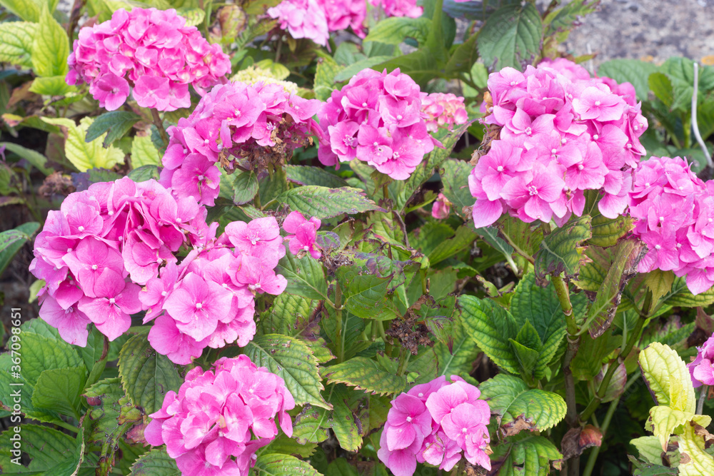 End of bloom pink hydrangeas, summer gardens End of bloom pink hydrangeas, summer gardens