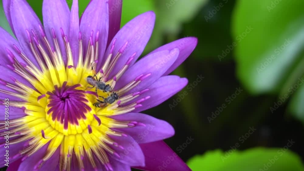 Purple lotus flowers and bees swarming in lotus flowers Purple lotus flowers and bees swarming in lotus flowers
