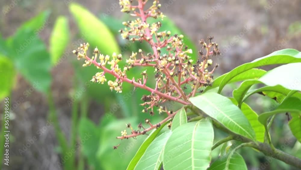 The flowers of the mango tree are small. The flowers of the mango tree are small.