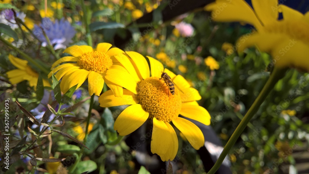 Obraz premium bee on yellow flower