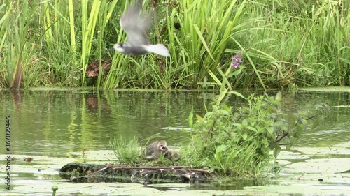 Black tern (Chlidonias niger)  feeding chicks on floating nest photo