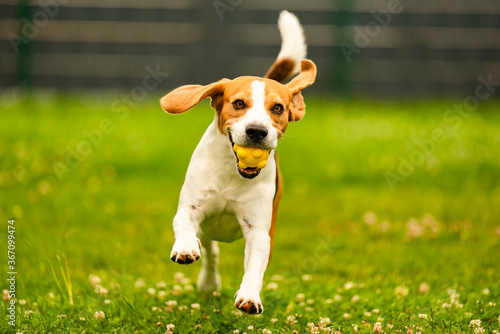 Dog fetch a yellow ball in backyard. Active training with beagle dog.