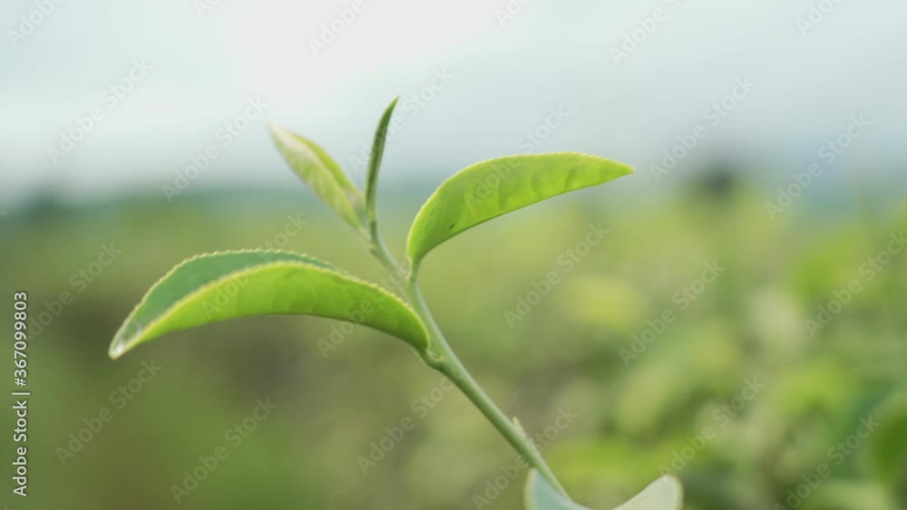shot of top green tea leaf on tropical plantation, Fresh green grow young leaves background. Beautiful background of fresh green leaves, environment conservation sustainable, beauty in nature