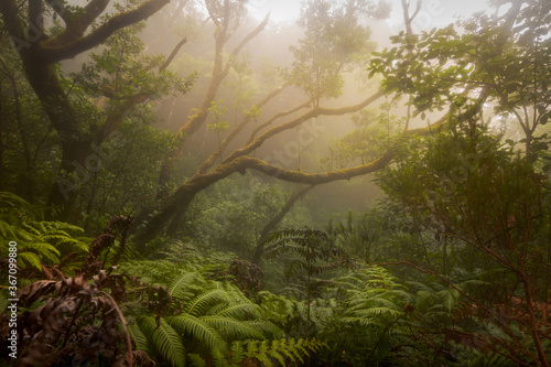 Paisaje de Naturaleza. Reserva del Pijaral. Parque Rural de Anaga. Tenerife. Islas Canarias