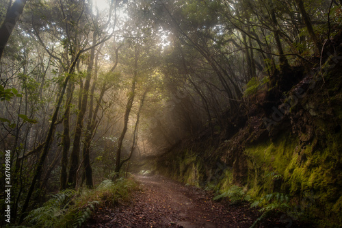 Paisaje de Naturaleza. Sendero en la Reserva del Pijaral. Parque Rural de Anaga. Tenerife. Islas Canarias