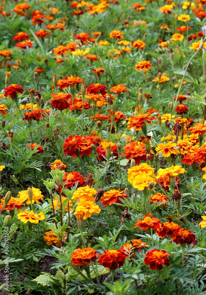 Garden flowers of different colors, marigolds