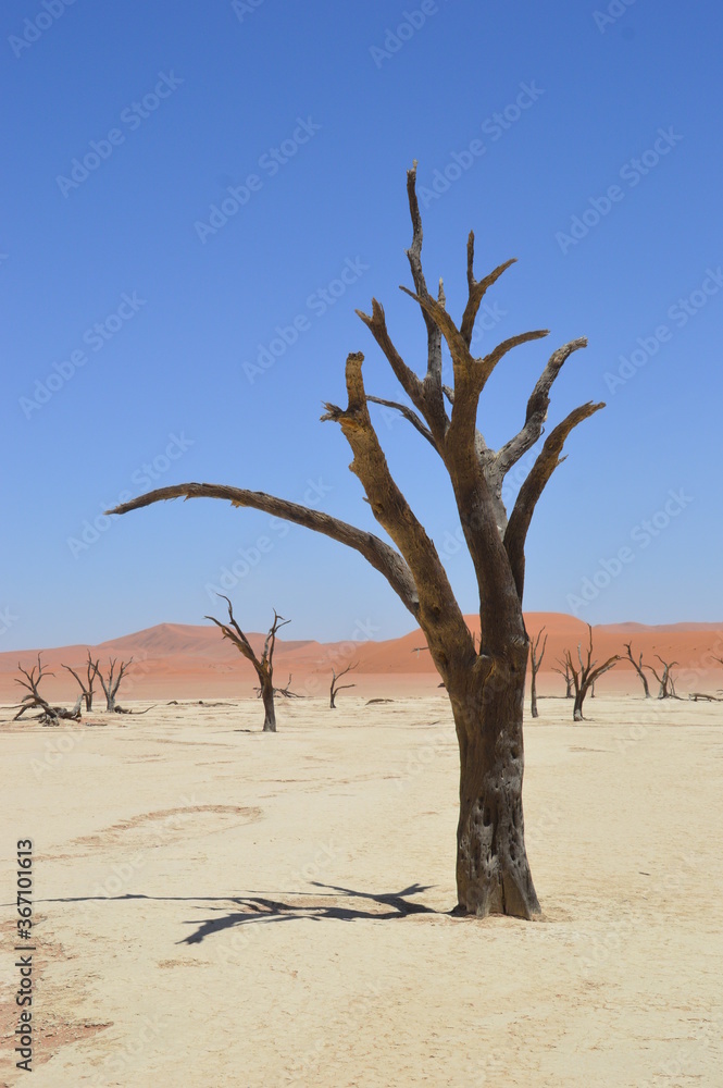 The red sand dunes of the Namib Desert around Sossusvlei, Namibia The red sand dunes of the Namib Desert around Sossusvlei, Namibia