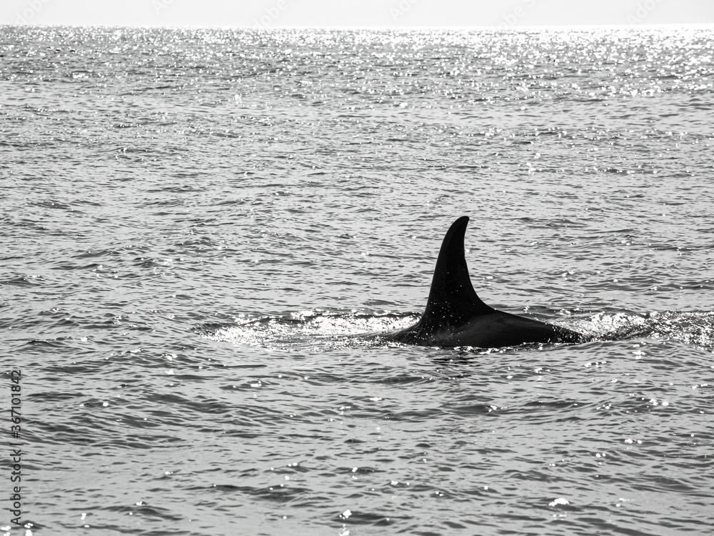 Naklejka premium We’re lucky enough to capture the whales which happens once in a blue moon.