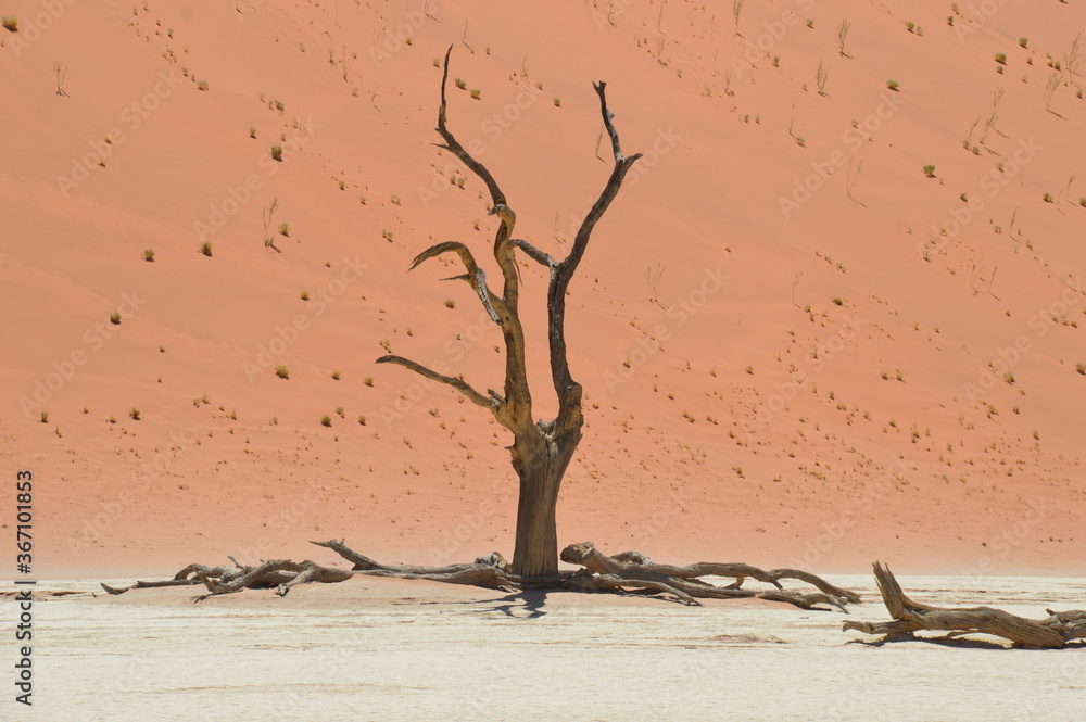 Fototapeta premium The red sand dunes of the Namib Desert around Sossusvlei, Namibia