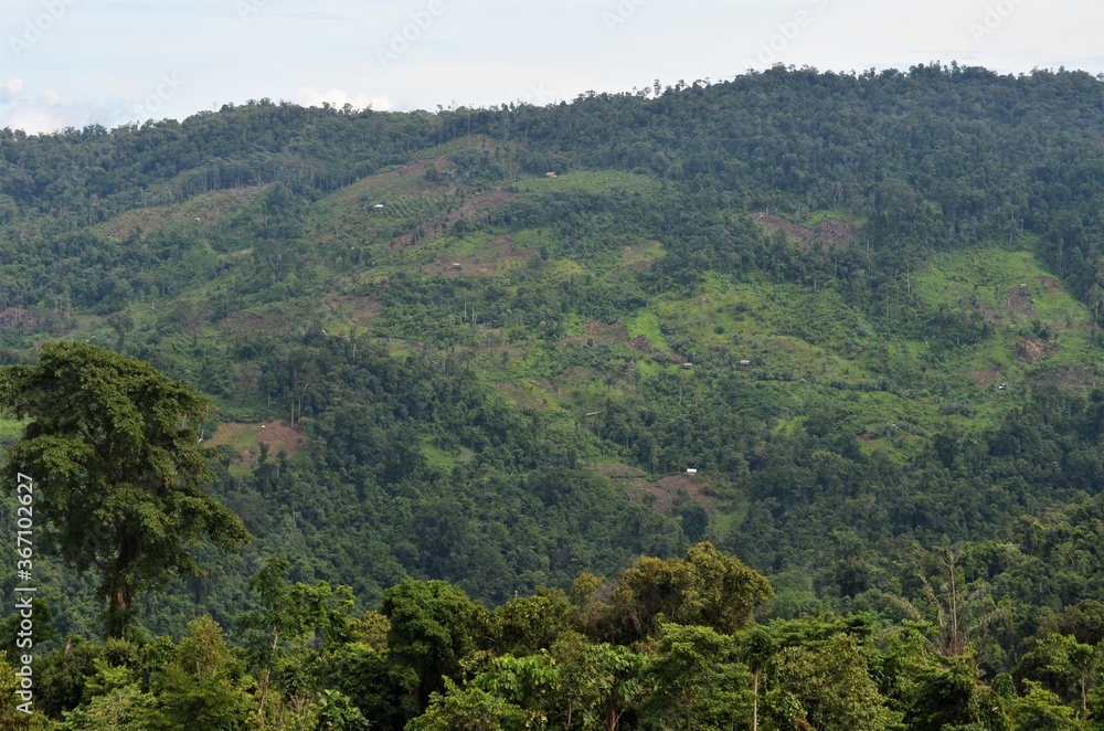 Landscape of protected forest that has been cleared for plantations