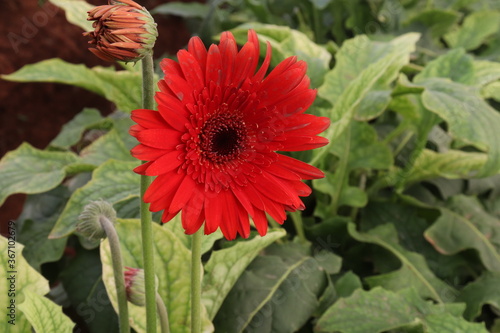 orange dahlia 