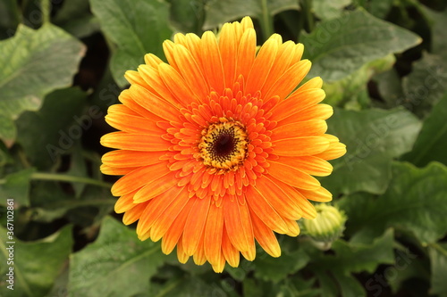 orange dahlia flower