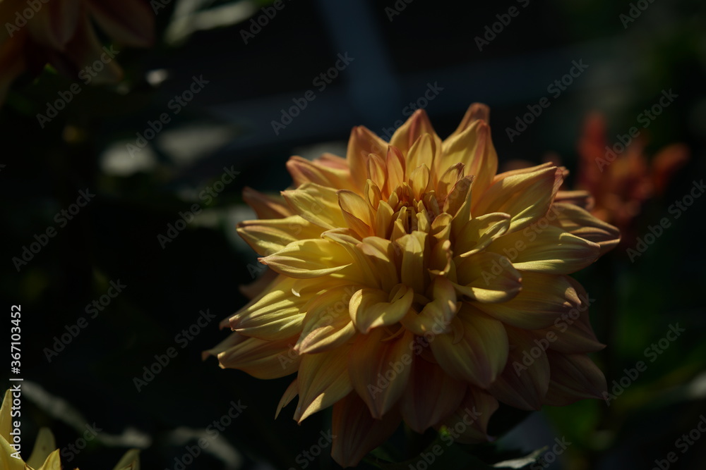 Yellow Flower of Dahlia in Full Bloom
Yellow Flower of Dahlia in Full Bloom