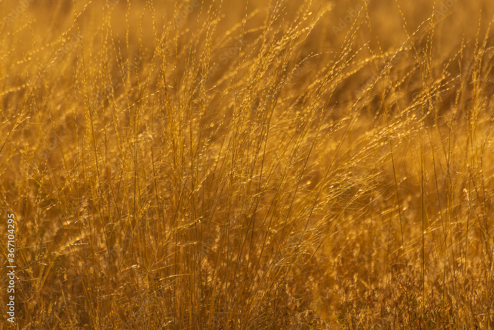 Fototapeta premium lush ground vegetation summer plants