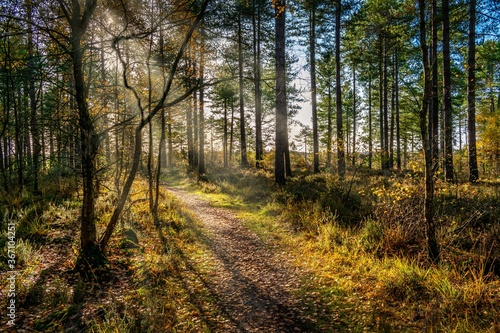 Woodland path with sun rays © Terry
