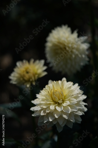 Light Cream Flower of Dahlia in Full Bloom 