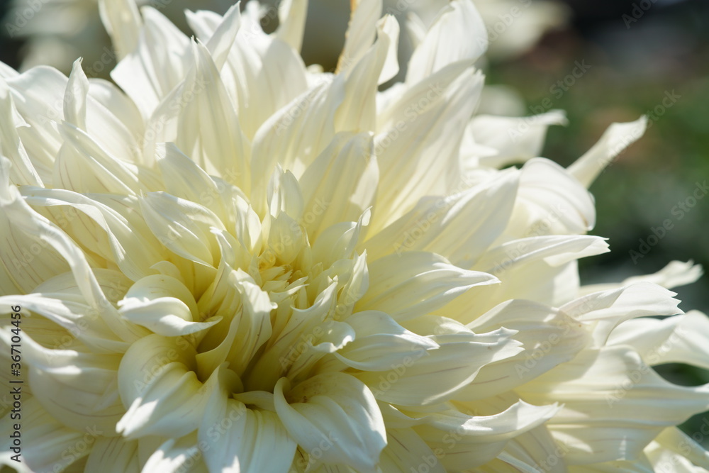 Light Cream Flower of Dahlia in Full Bloom
Light Cream Flower of Dahlia in Full Bloom