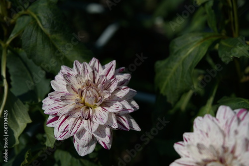 Variegated, White and Purple Flower of Dahlia in Full Bloom 