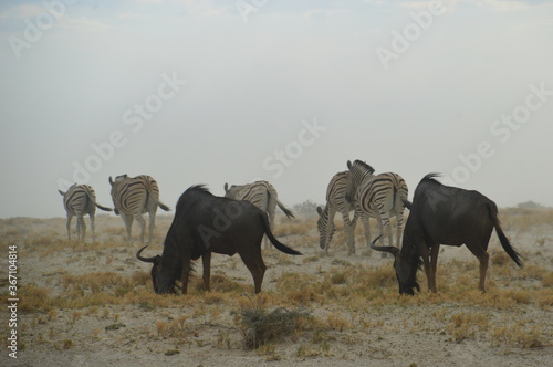 A herd of African Zebras with their foals in Etosha National Park, Namibia