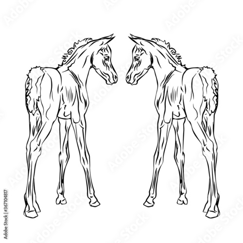 vector isolated monochrome drawn image of an Arabian horse foal on a white background. 