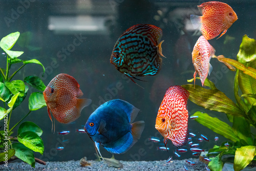 Colorful fish from the spieces Symphysodon discus in aquarium.