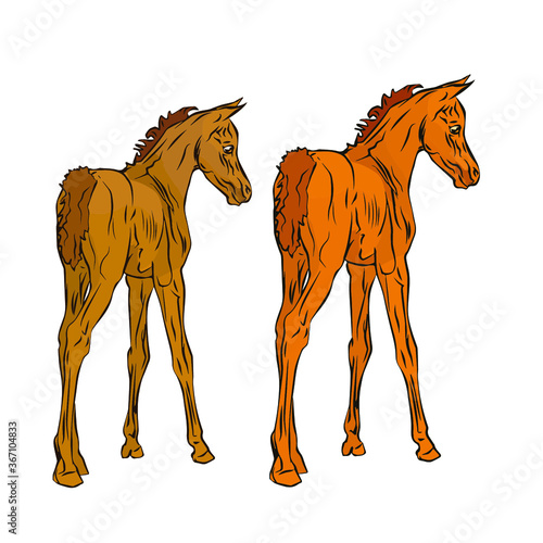 vector isolated monochrome drawn image of two red foals of the Arabian horse breed on a white background.