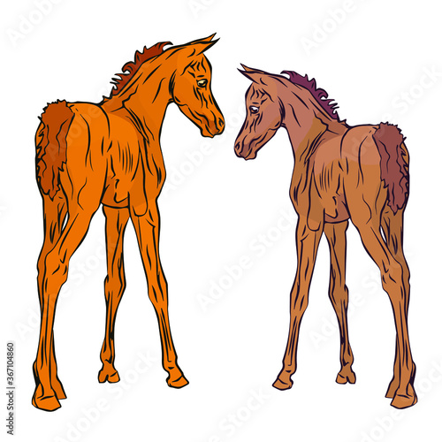 vector isolated monochrome drawn image of two red foals of the Arabian horse breed on a white background.