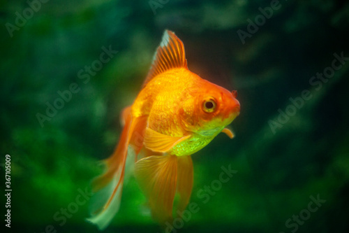 Goldfish in the aquarium.