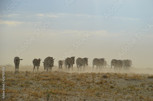 Wallpaper Mural A herd of African Zebras with their foals in Etosha National Park, Namibia Torontodigital.ca