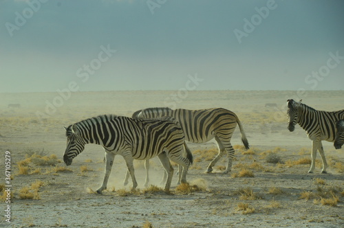 A herd of African Zebras with their foals in Etosha National Park  Namibia