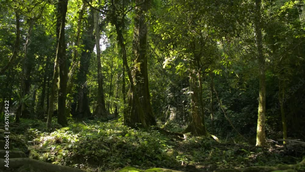 Warm sunbeams illuminating the trunks of the plants in tropical rain forest. The tranquility of summer morning in the jungle. Sa Nang Manora forest park. Phang Nga Province. Thailand. Warm sunbeams illuminating the trunks of the plants in tropical rain forest. The tranquility of summer morning in the jungle. Sa Nang Manora forest park. Phang Nga Province. Thailand.