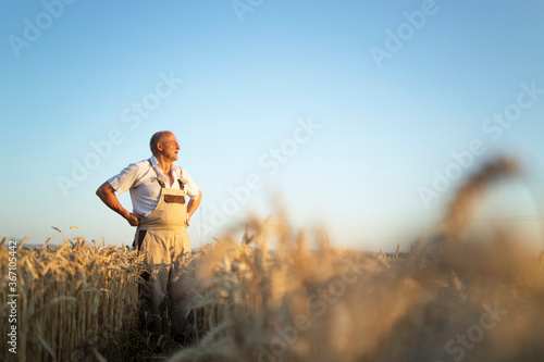 Portrait of senior farmer agronomist in wheat field looking in the distance. Successful organic food production and cultivation.