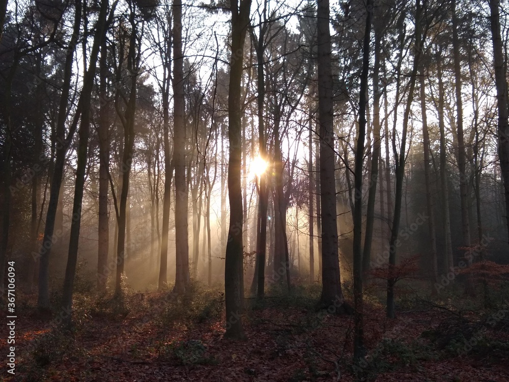 sunrise in the forest sunrise in the forest