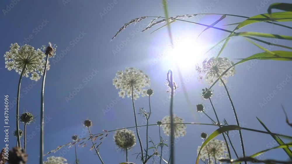 custom made wallpaper toronto digitalCommon yarrow (Achillea millefolium) in the summer sun in a Dutch meadow on a windy day