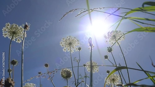 Wallpaper Mural Common yarrow (Achillea millefolium) in the summer sun in a Dutch meadow on a windy day Torontodigital.ca