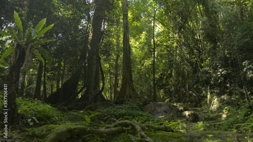 The tranquility of summer morning in the jungle. Walking through the greenery woodland. Sun rays break through the lush foliage trees in the forest. Sa Nang Manora forest park. Phang Nga Province. The tranquility of summer morning in the jungle. Walking through the greenery woodland. Sun rays break through the lush foliage trees in the forest. Sa Nang Manora forest park. Phang Nga Province.