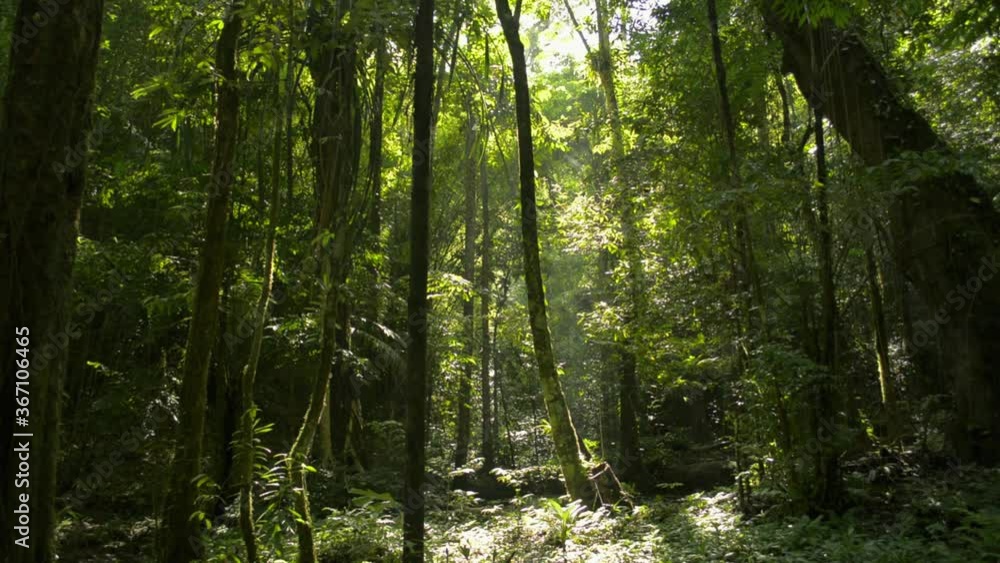 Sun rays break through the lush foliage trees. The tranquility of summer morning in the jungle. Magical summer forest. Sa Nang Manora forest park. Phang Nga Province. Thailand. Sun rays break through the lush foliage trees. The tranquility of summer morning in the jungle. Magical summer forest. Sa Nang Manora forest park. Phang Nga Province. Thailand.