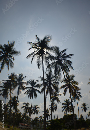 palms beach tree sky blue green caribbean sea Venezuela
