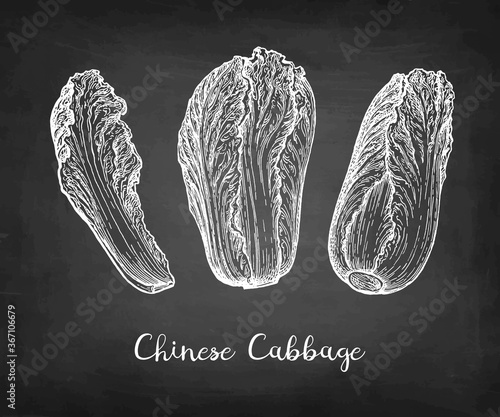 Chalk sketch of napa or Chinese cabbage.